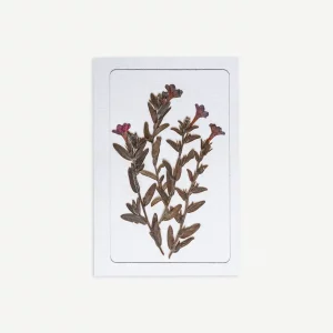 Tarjeta botánica con ramas prensadas y pequeñas flores moradas, vista frontal sobre fondo blanco.