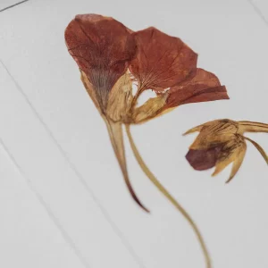 Detalle en ángulo de la flor prensada mostrando textura del pétalo y líneas de papel.