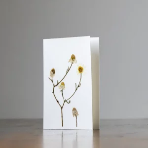 Tarjeta botánica con flor prensada de margarita silvestre sobre fondo blanco