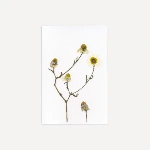 Detalle en primer plano de la flor prensada con textura visible