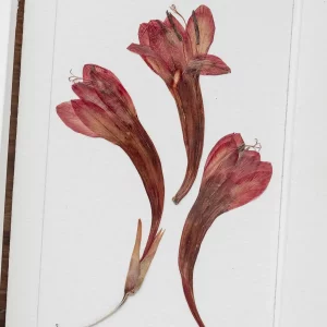 Vista en primer plano de las flores prensadas rojas sobre papel texturizado, mostrando detalles.