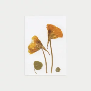 Tarjeta artesanal con flores prensadas de color naranja intenso y hojas redondeadas, vista frontal.