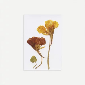 Detalle de flores prensadas contrastadas con pétalos de colores cálidos