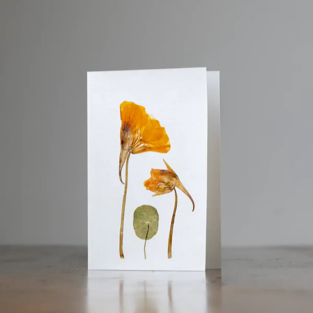 Tarjeta con flor prensada iluminada – pieza artística de botánica prensada