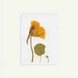 Tarjeta artesanal con flor prensada de capuchina naranja y hoja redonda sobre fondo claro.