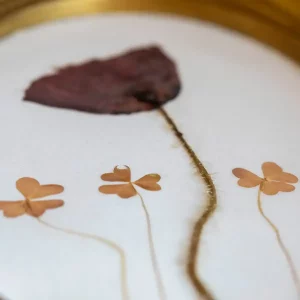 Acercamiento a los tréboles prensados junto a la amapola sobre fondo blanco.