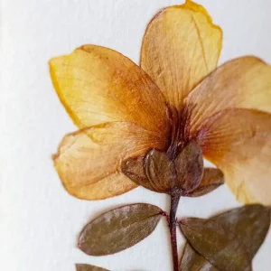 Flor de San Juan prensada enmarcada, pieza botánica artesanal