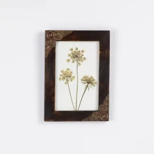 Vista frontal del cuadro con umbelas prensadas de zanahoria silvestre en marco de madera oscura colgado en la pared.