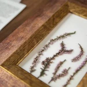 Flor de brezo prensada sobre fondo blanco y marco artesanal de madera.