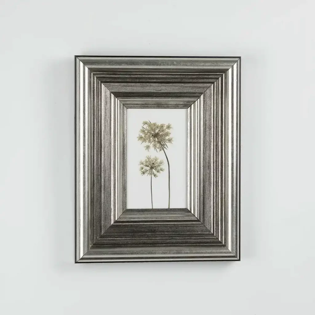 Vista frontal del cuadro con zanahoria silvestre prensada en marco plateado sobre fondo blanco.