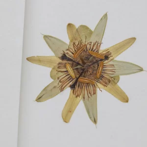 Detalle de composición floral prensada desde ángulo lateral con tallo y estructura visibles