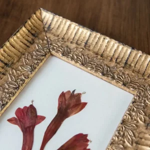 Primer plano de cuadro con flor roja prensada de Watsonia mostrando su textura.
