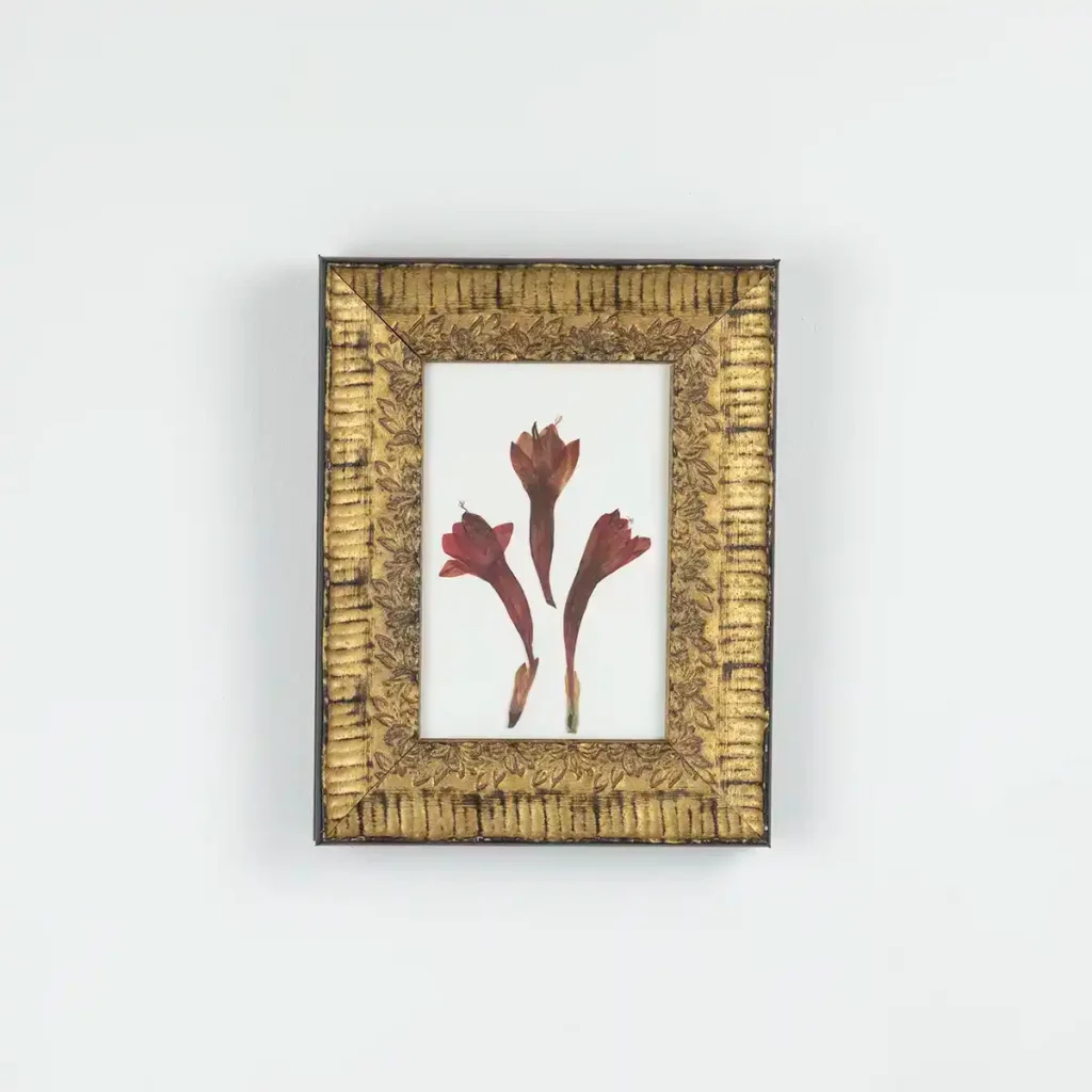 Vista frontal del cuadro de Watsonia colgado sobre pared blanca.