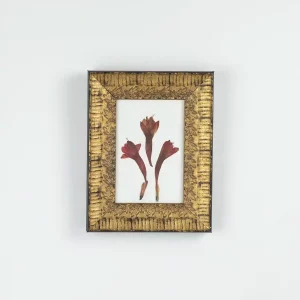 Vista frontal del cuadro de Watsonia colgado sobre pared blanca.