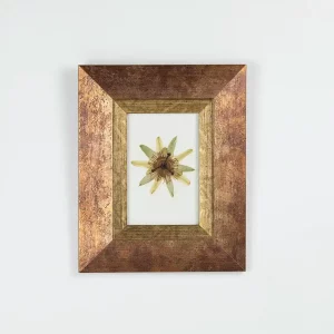 Cuadro con flor de la pasión prensada colgado sobre pared blanca, enmarcado en madera dorada y cobriza.