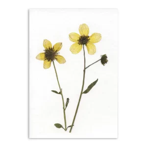 Tarjeta con dos flores prensadas de color amarillo sobre fondo blanco