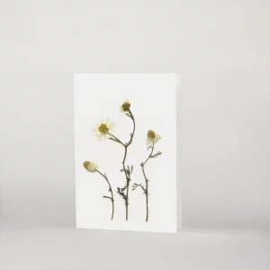 Tarjeta botánica con flores prensadas de manzanilla silvestre sobre fondo blanco, vista frontal en plano general.