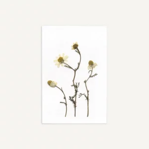 Tarjeta vertical con flores de manzanilla prensadas, apoyada sobre superficie clara, vista ligeramente lateral.