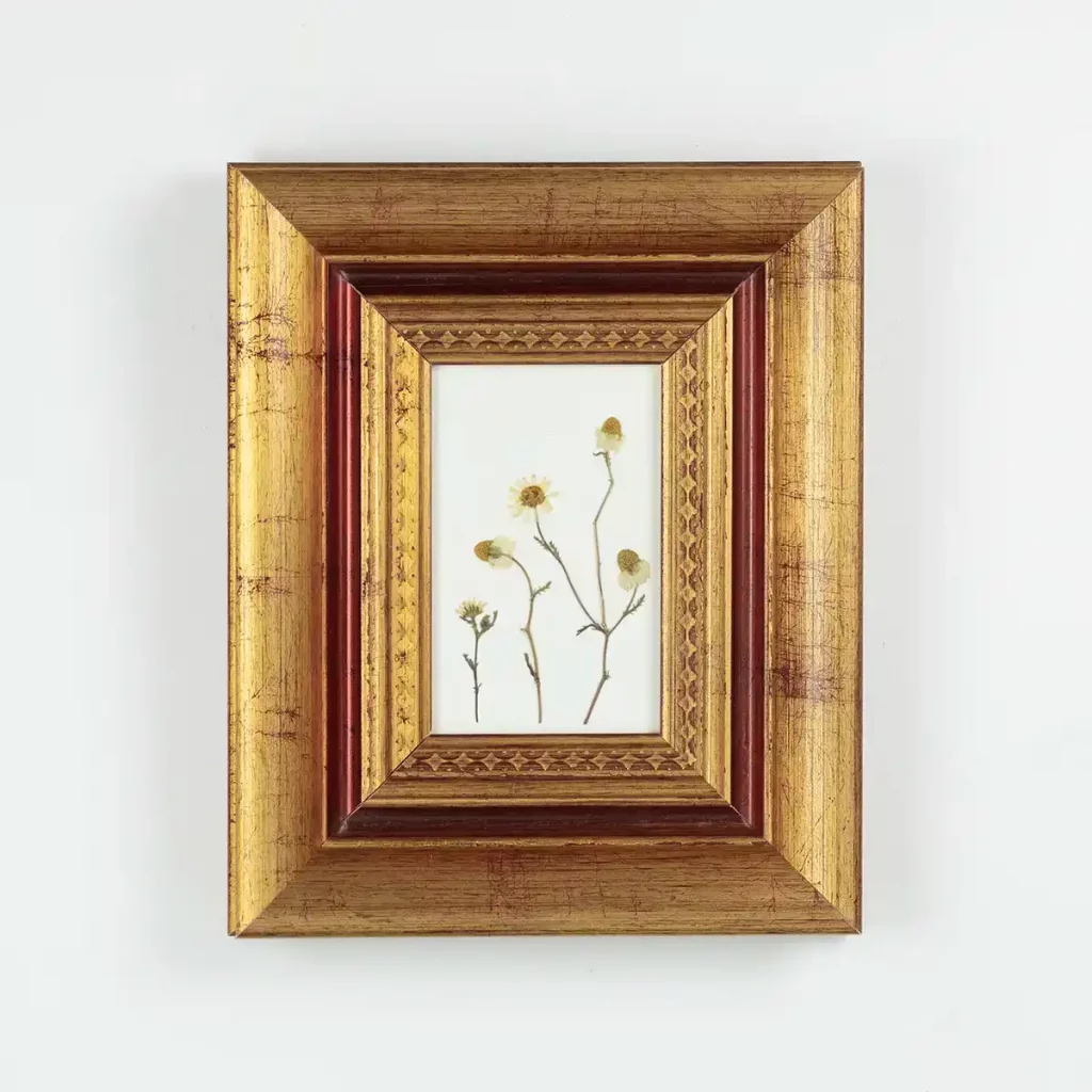Vista frontal del cuadro con margaritas prensadas enmarcadas en marco dorado sobre pared blanca.