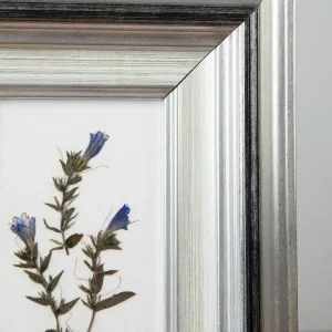 Primer plano de las violetillas prensadas mostrando color y textura sobre fondo blanco.