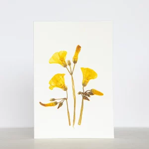 Tarjeta botánica con vinagreta