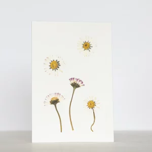 Tarjeta con margaritas silvestres