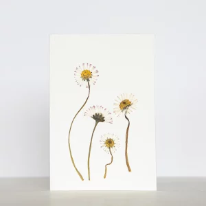 Tarjeta botánica con margaritas