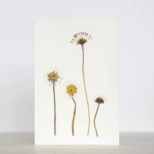 Tarjeta floral de zanahoria salvaje