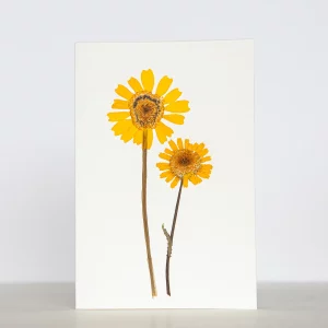 Tarjeta botánica con crisantemo amarillo