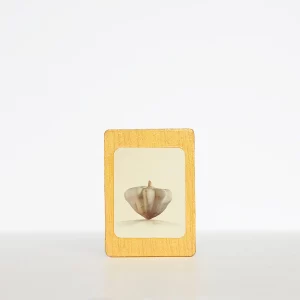 Imán calabaza vieira