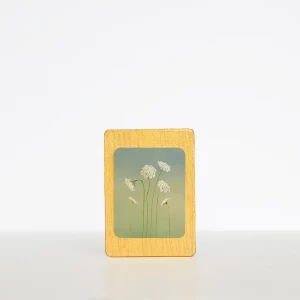 Imán zanahoria silvestre