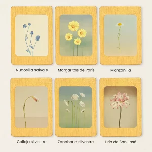 Colección de seis imanes de flores