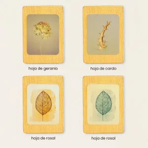 Colección de cuatro imanes de hojas botánicas